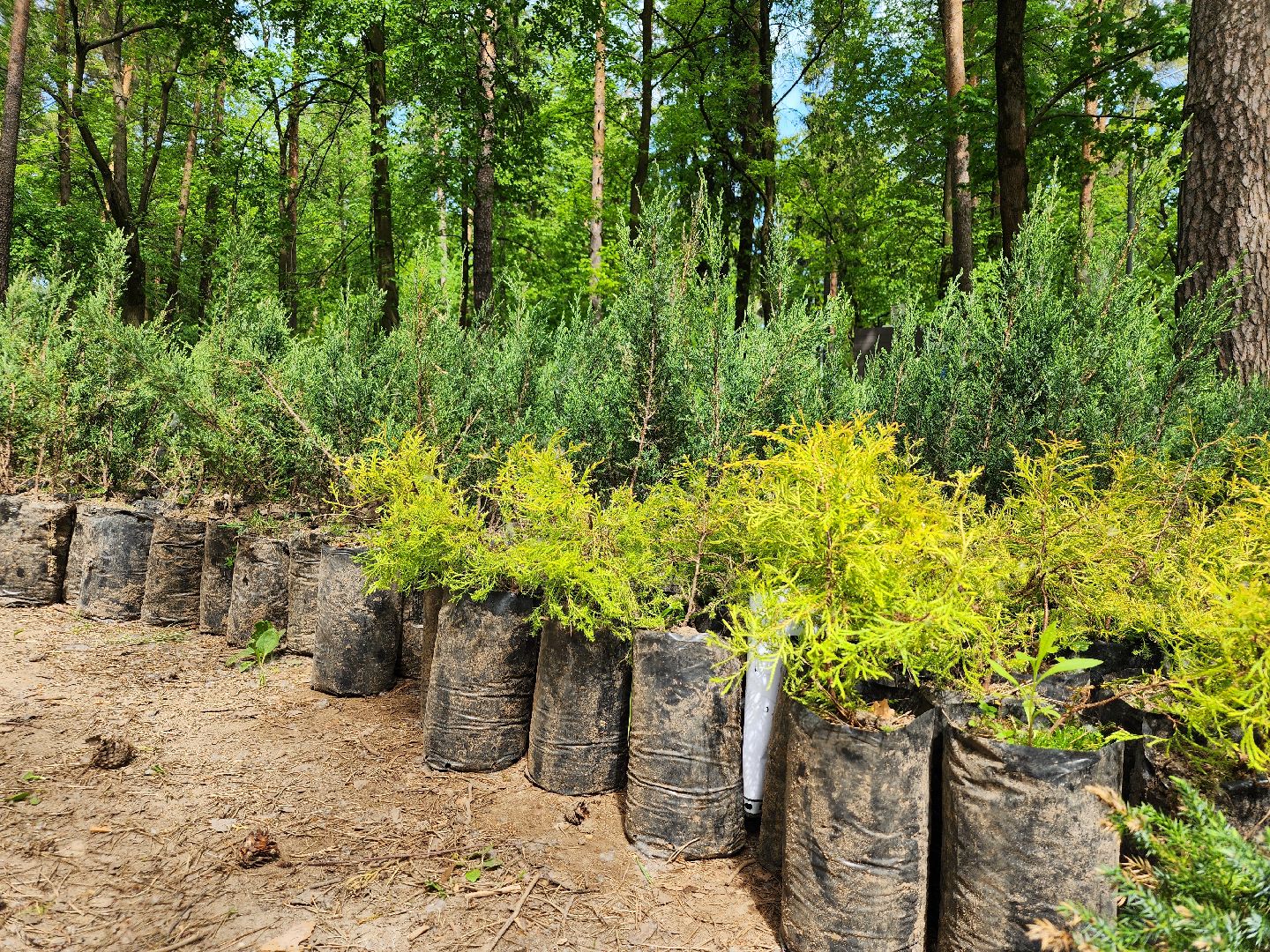 экологическая акция, посадка деревьев, парк Волхонка, Ногинск, Богородский городской округ,