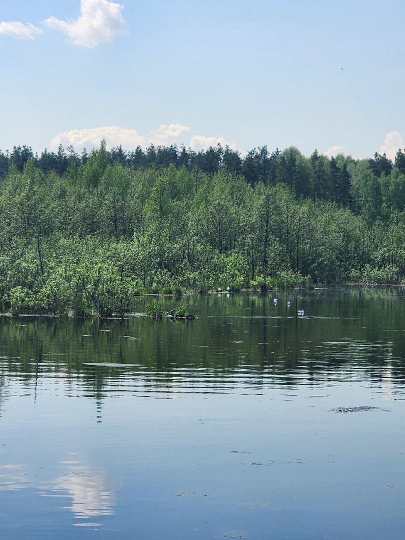 лосиный остров, понтонная тропа,