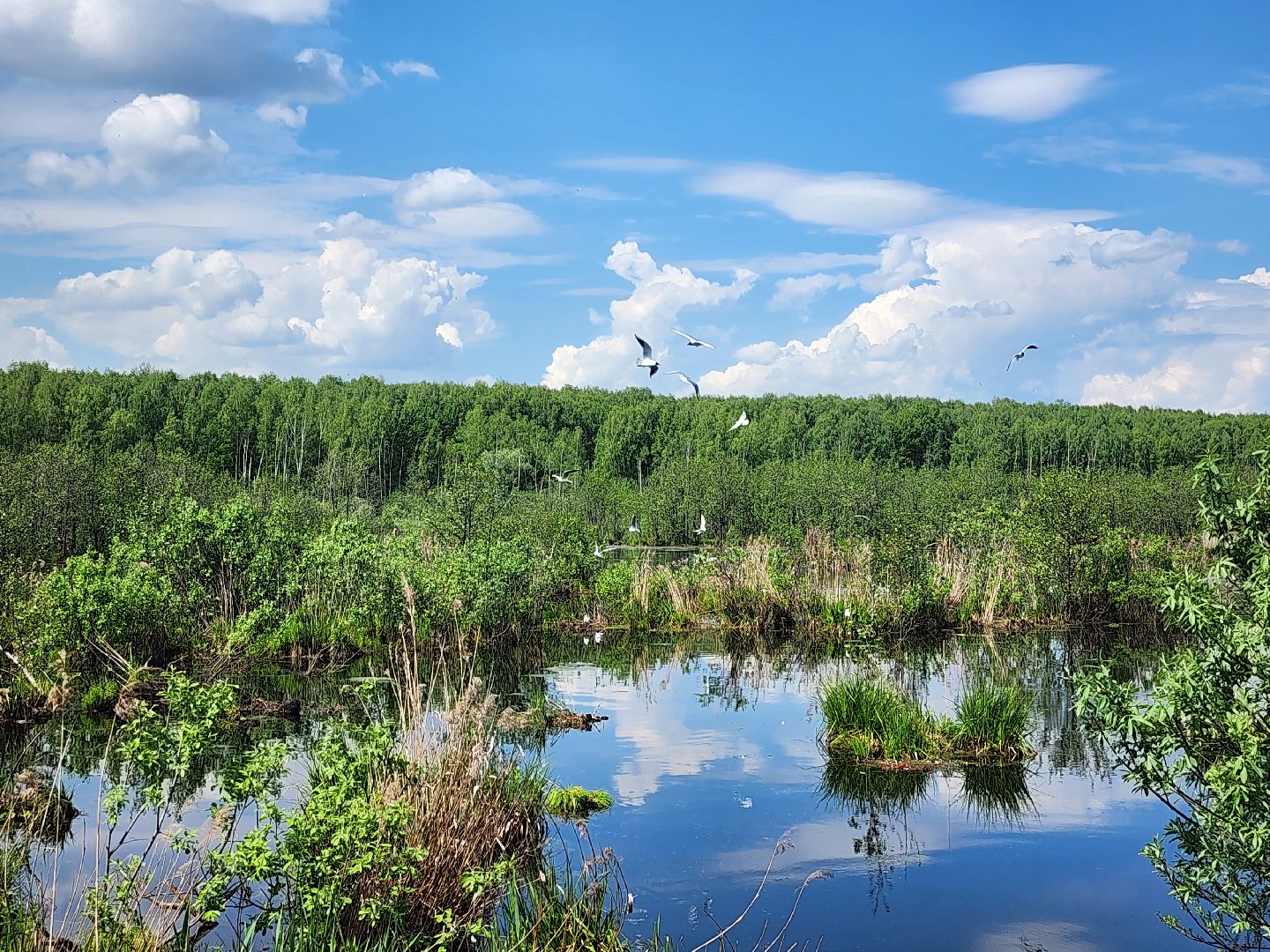 лосиный остров, понтонная тропа,
