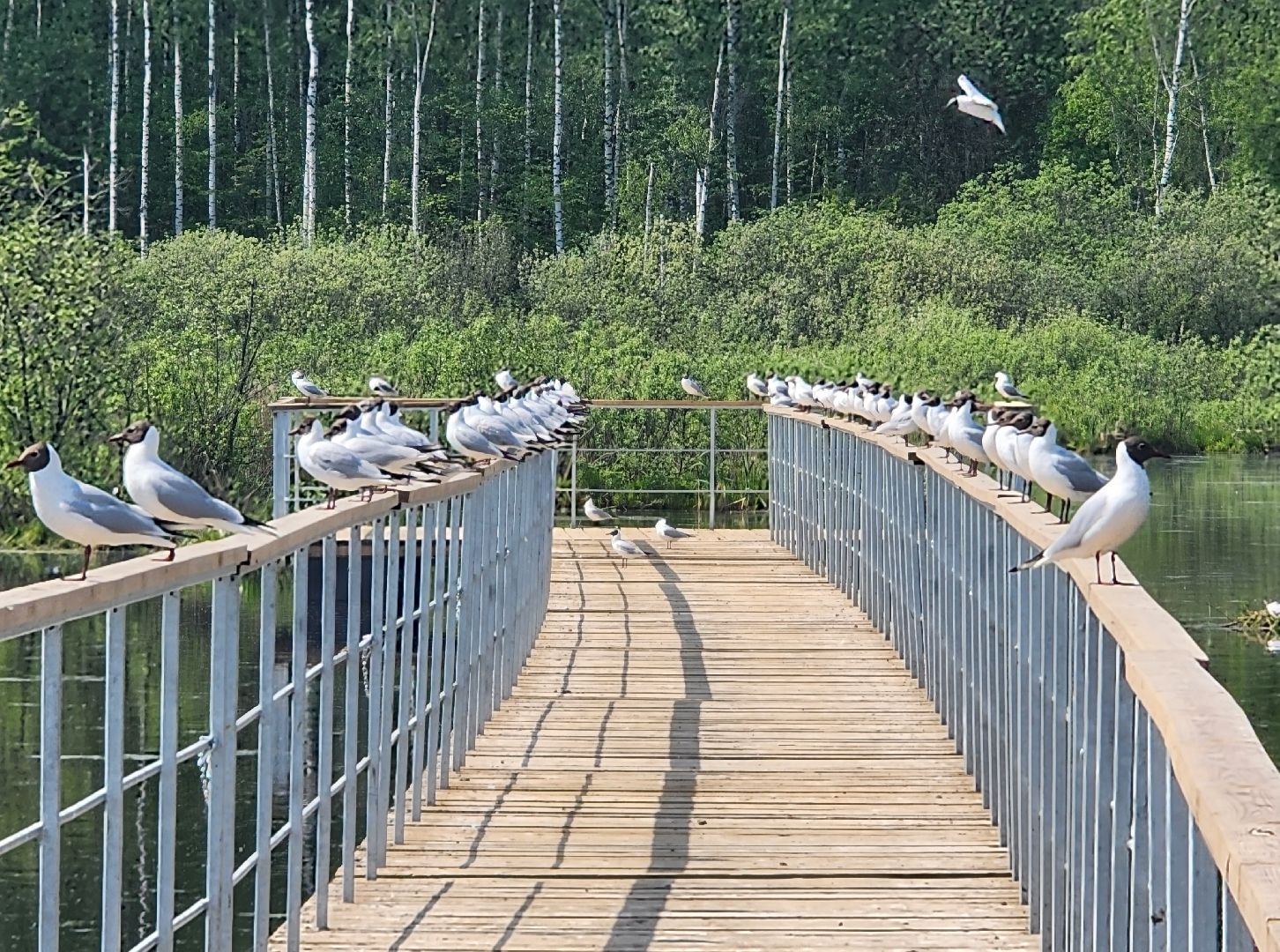 лосиный остров, понтонная тропа,