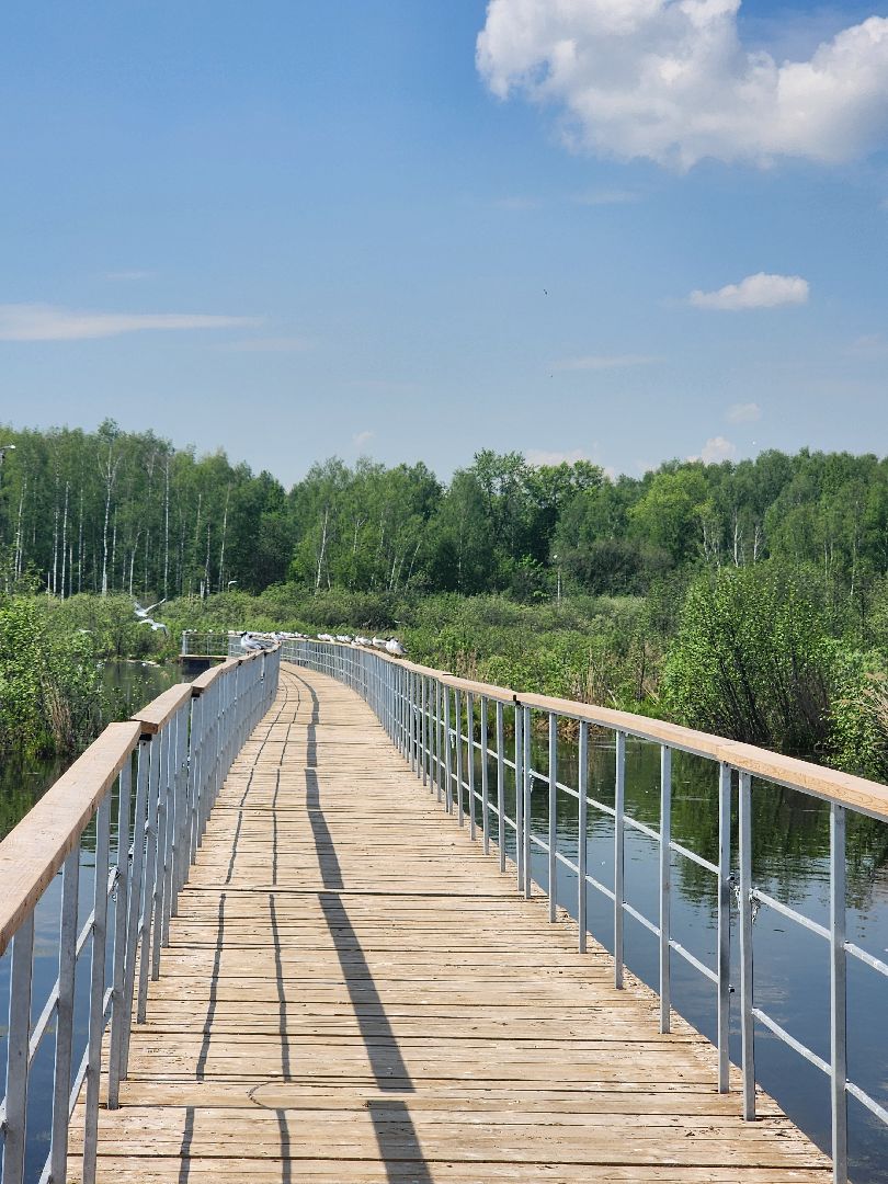 лосиный остров, понтонная тропа,