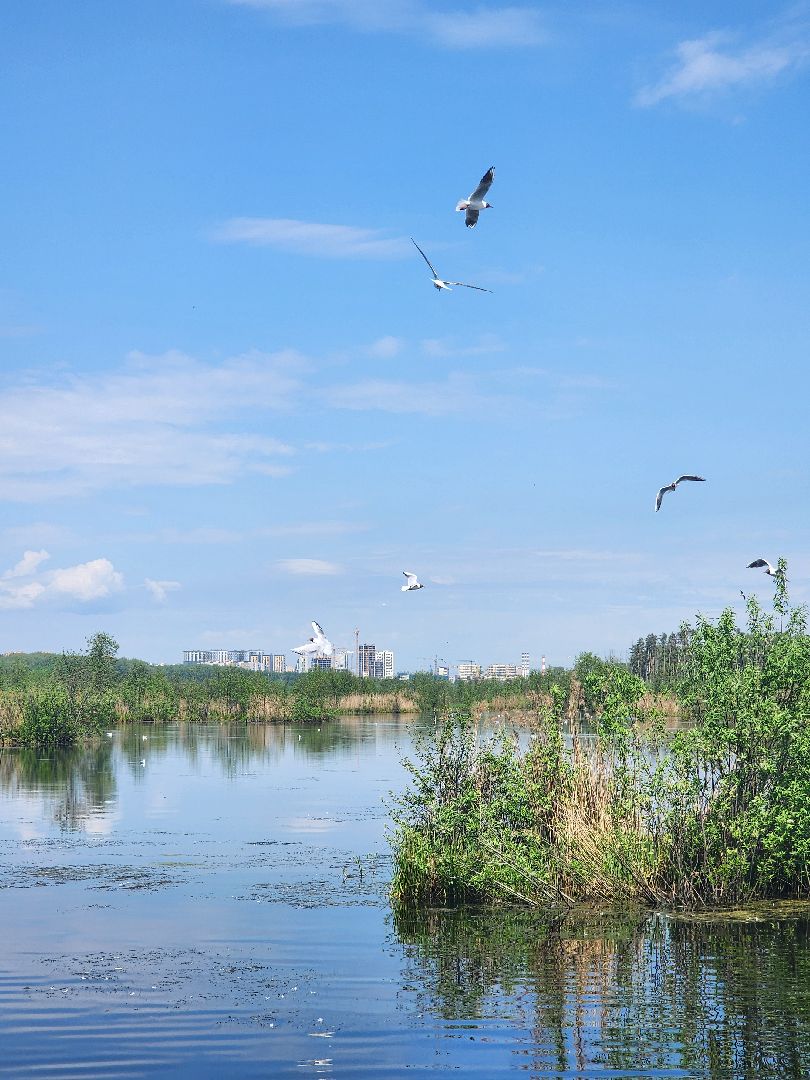 лосиный остров, понтонная тропа,