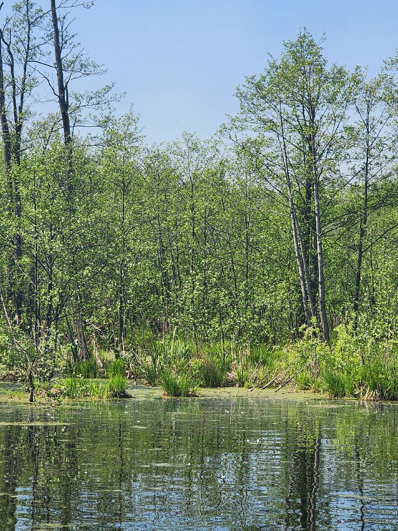 лосиный остров, понтонная тропа,