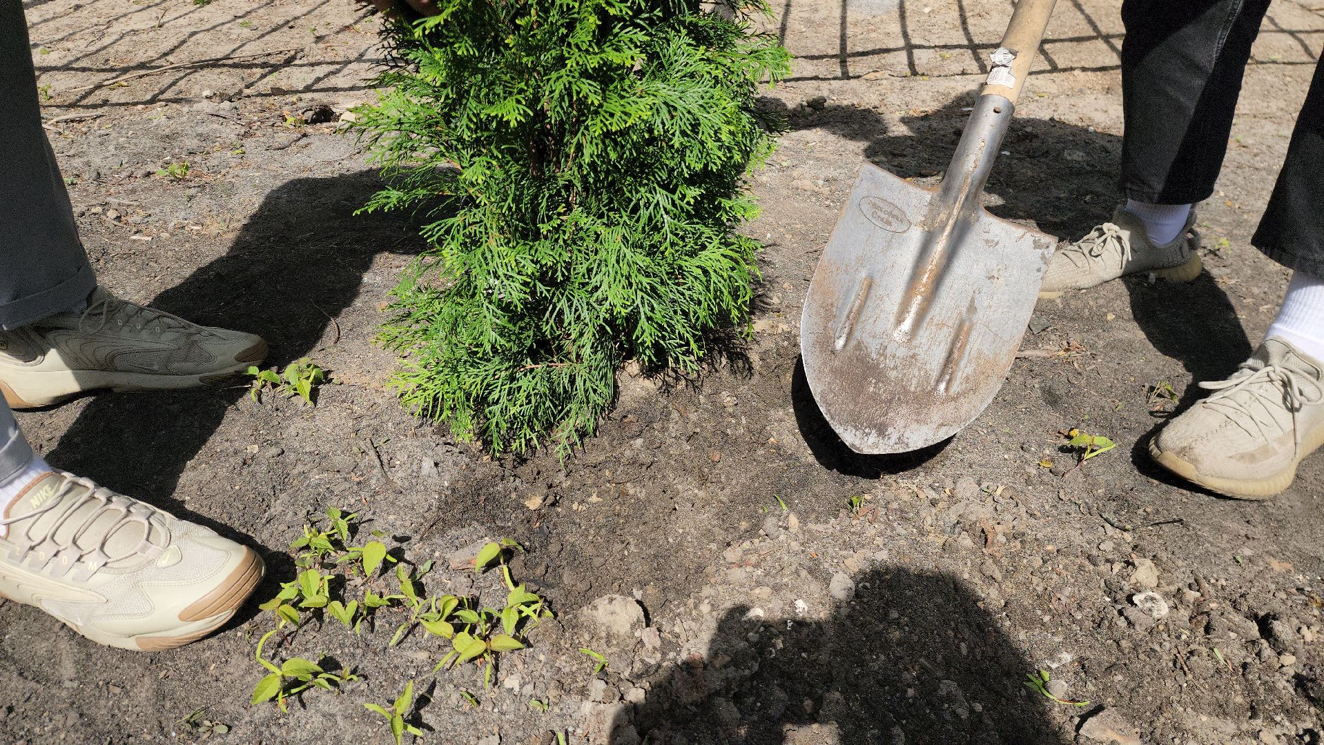 шатура, шэт, высадка туй, выпускные техникума, высадка деревьев,