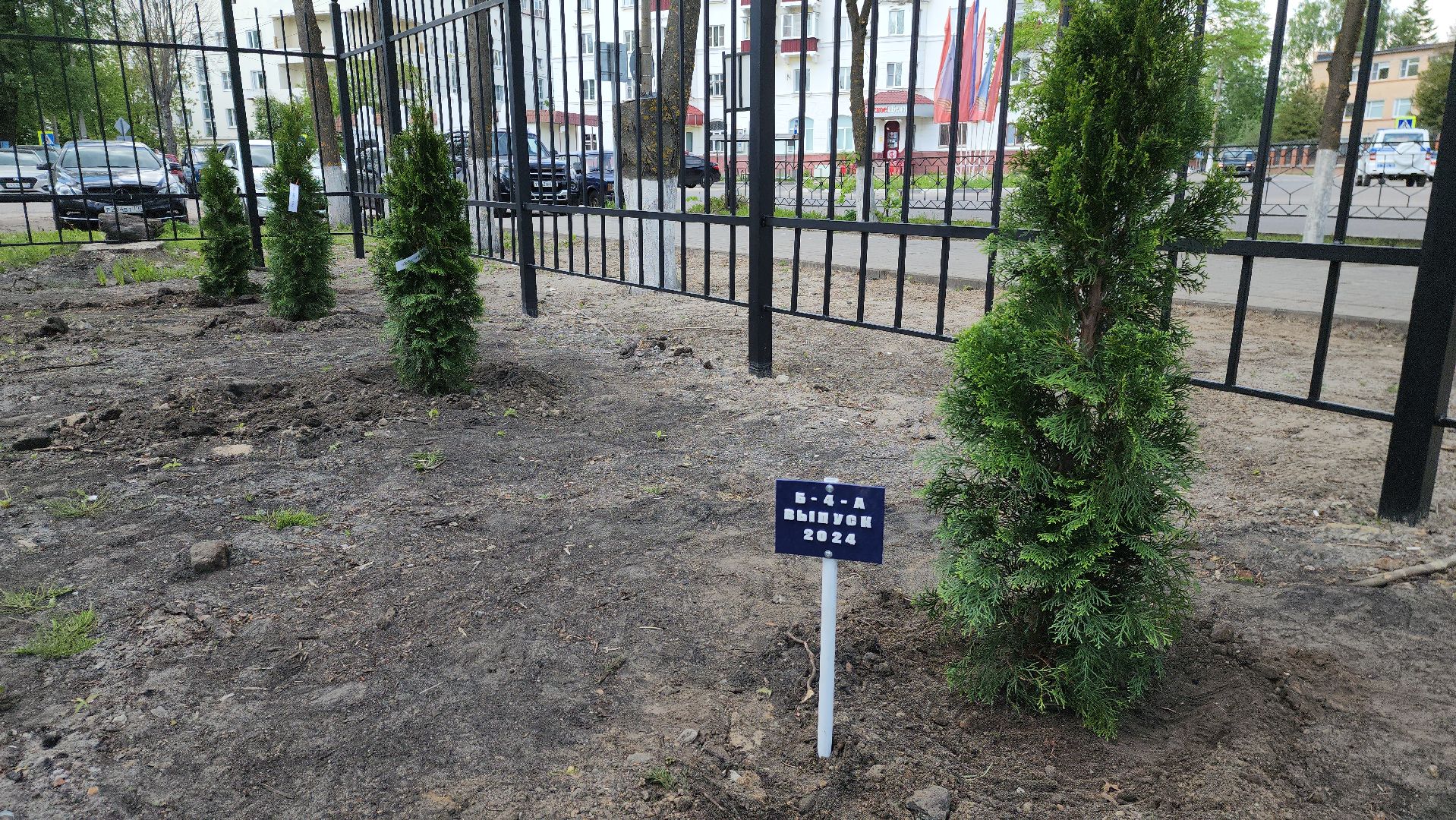 шатура, шэт, высадка туй, выпускные техникума, высадка деревьев,