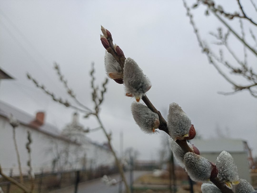 Серпухов, верба, весна
