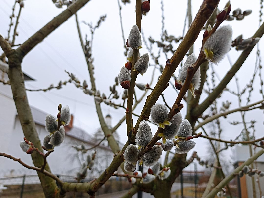Серпухов, верба, весна