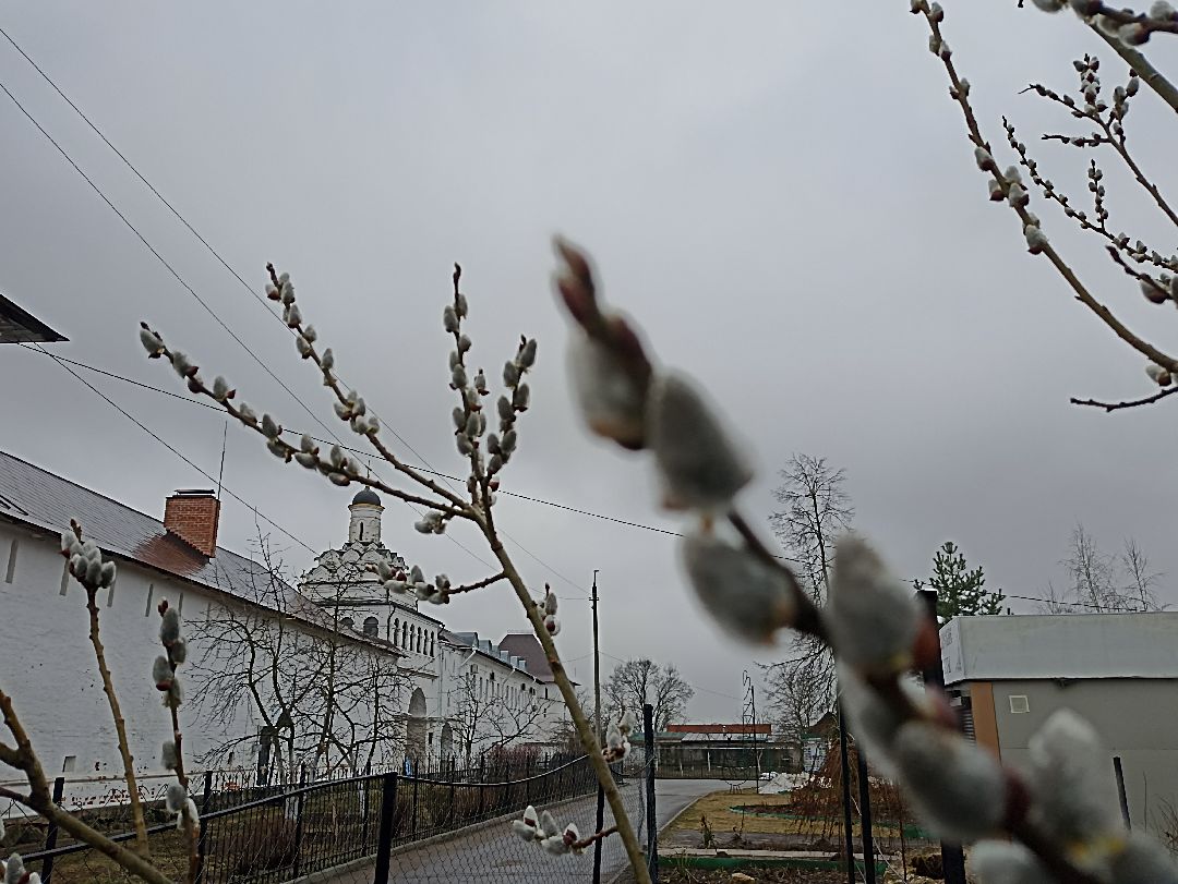 Серпухов, верба, весна