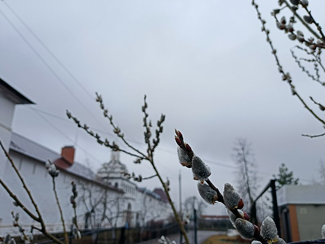 Серпухов, верба, весна