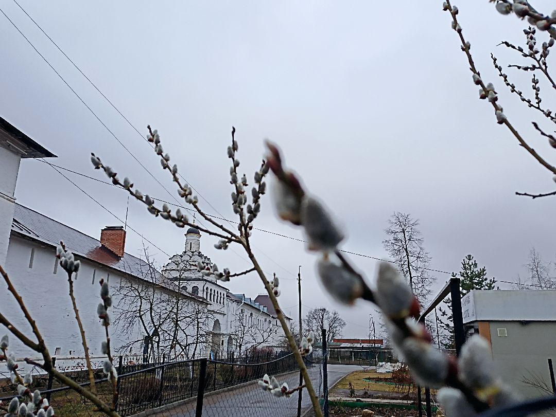 Серпухов, верба, весна