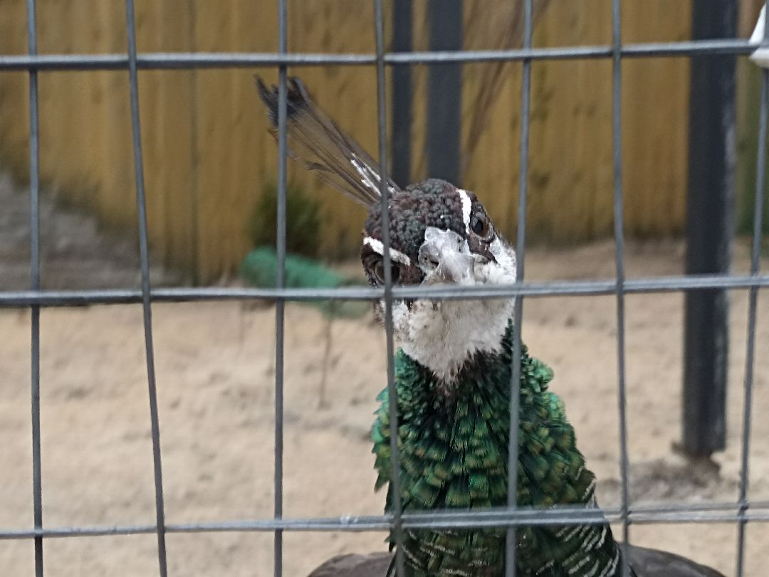 Серпухов, павлины, весна