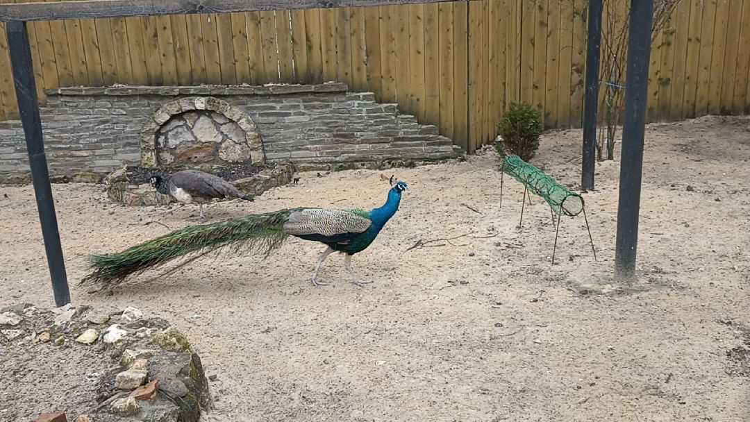 Серпухов, павлины, весна