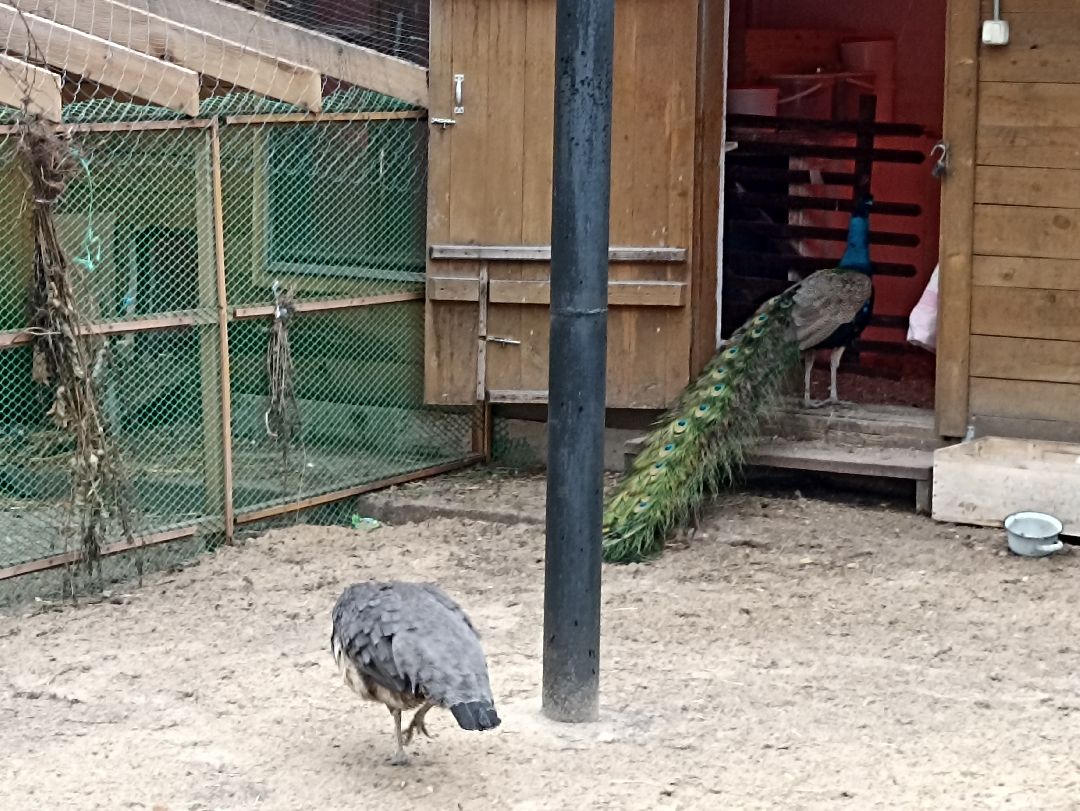 Серпухов, павлины, весна