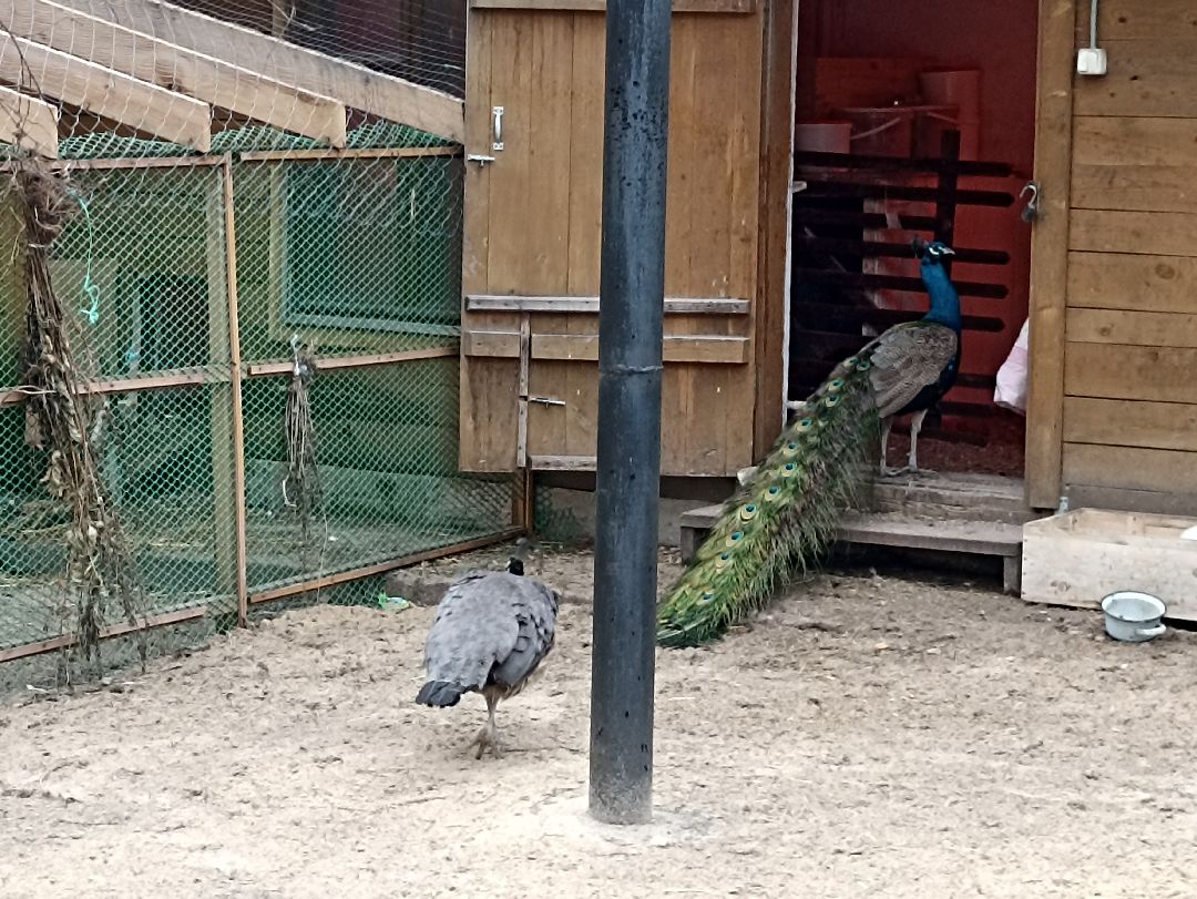 Серпухов, павлины, весна