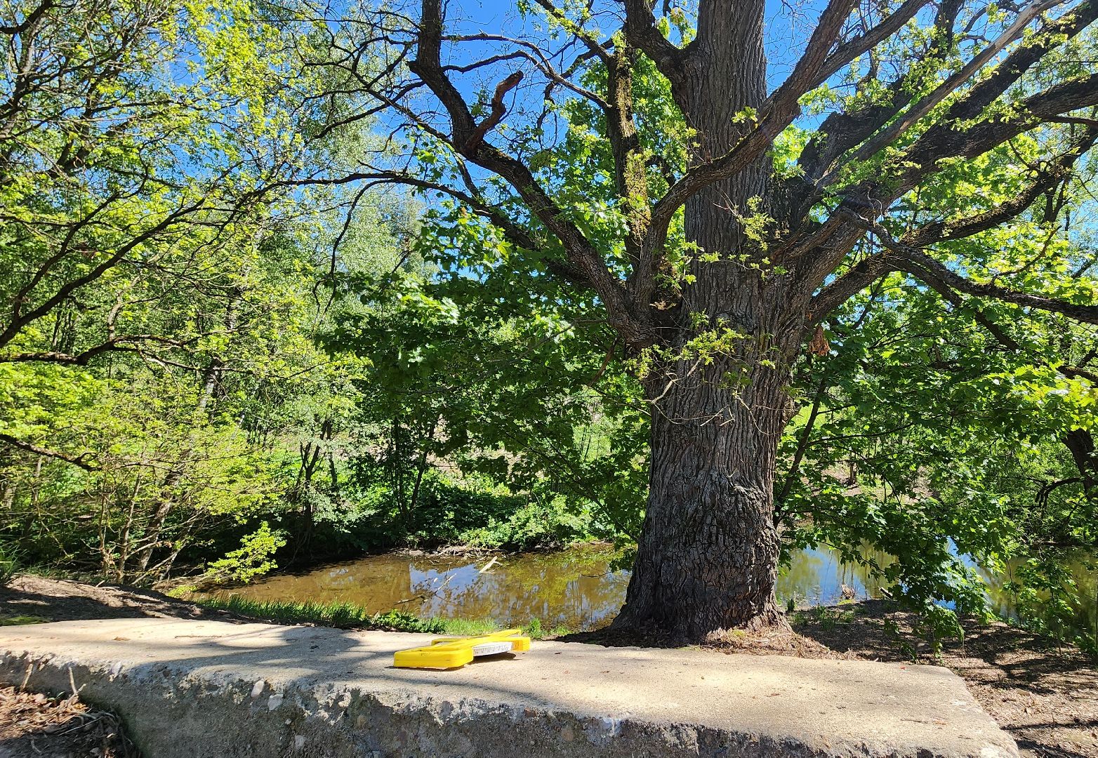 история, экология, дерево, краеведение,