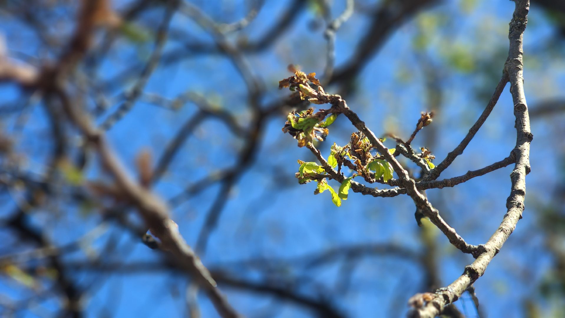 история, экология, дерево, краеведение,