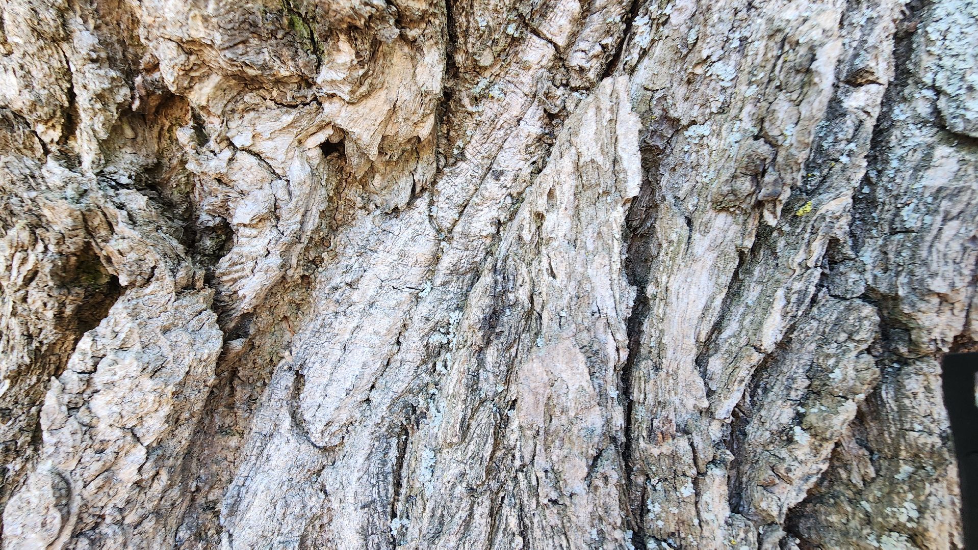 история, экология, дерево, краеведение,