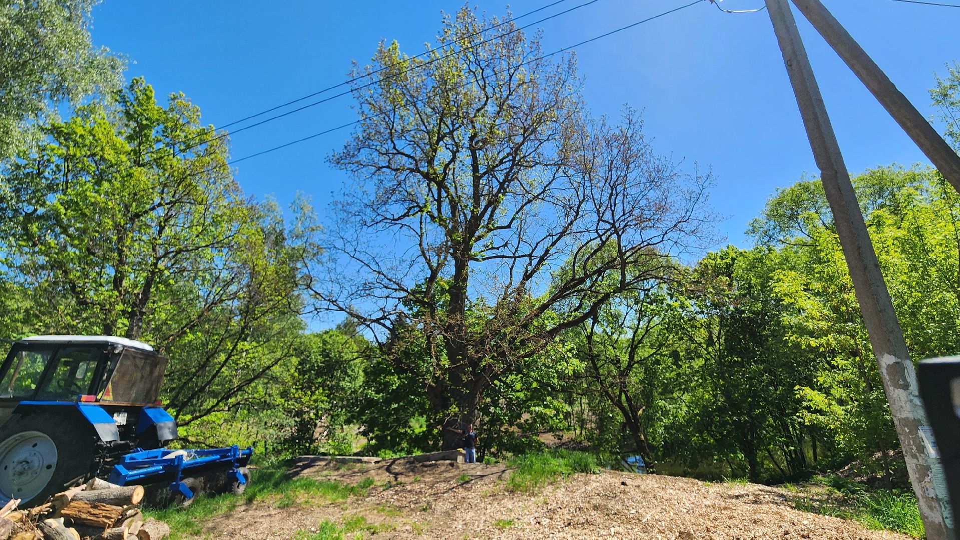 история, экология, дерево, краеведение,