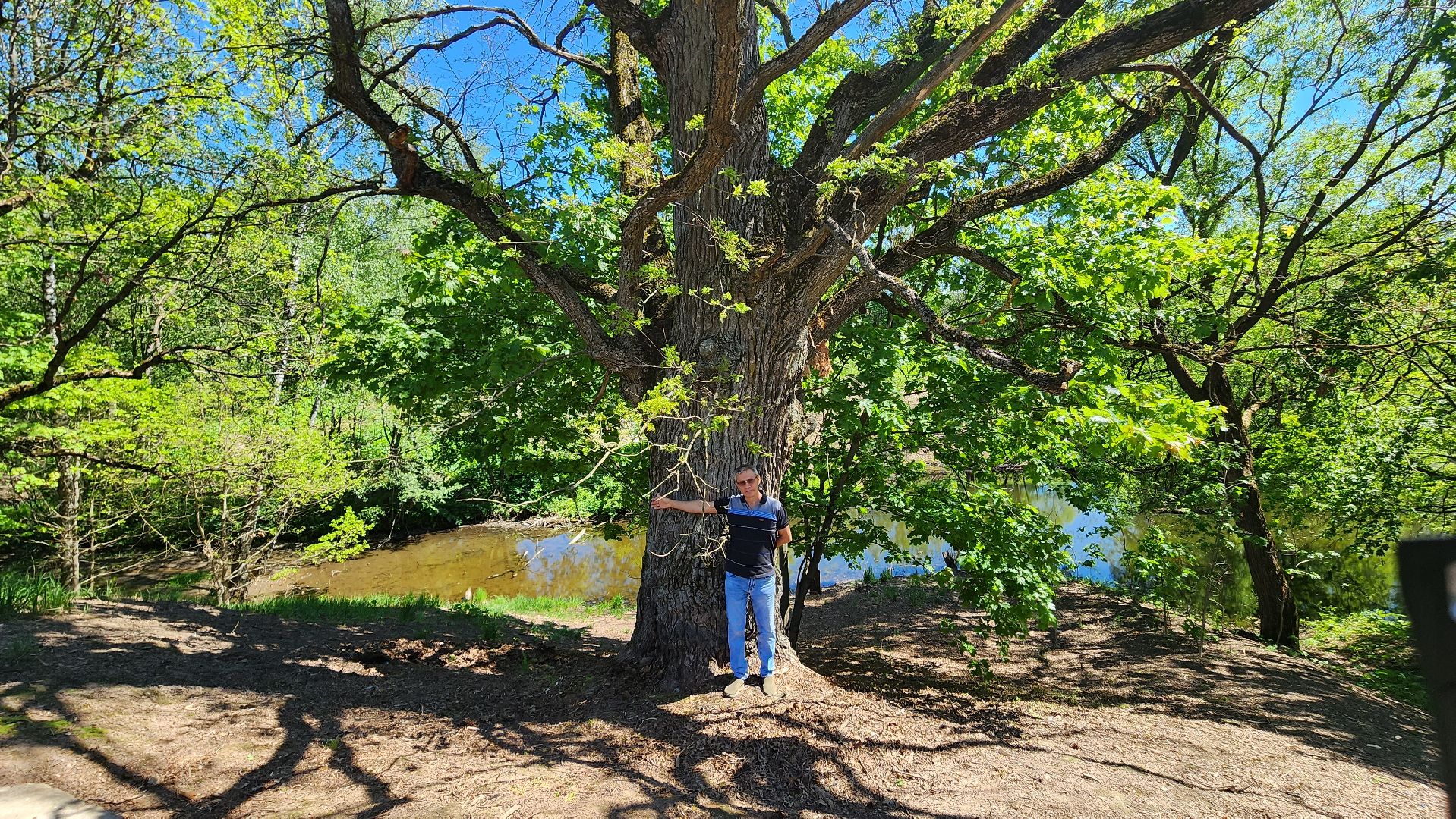 история, экология, дерево, краеведение,