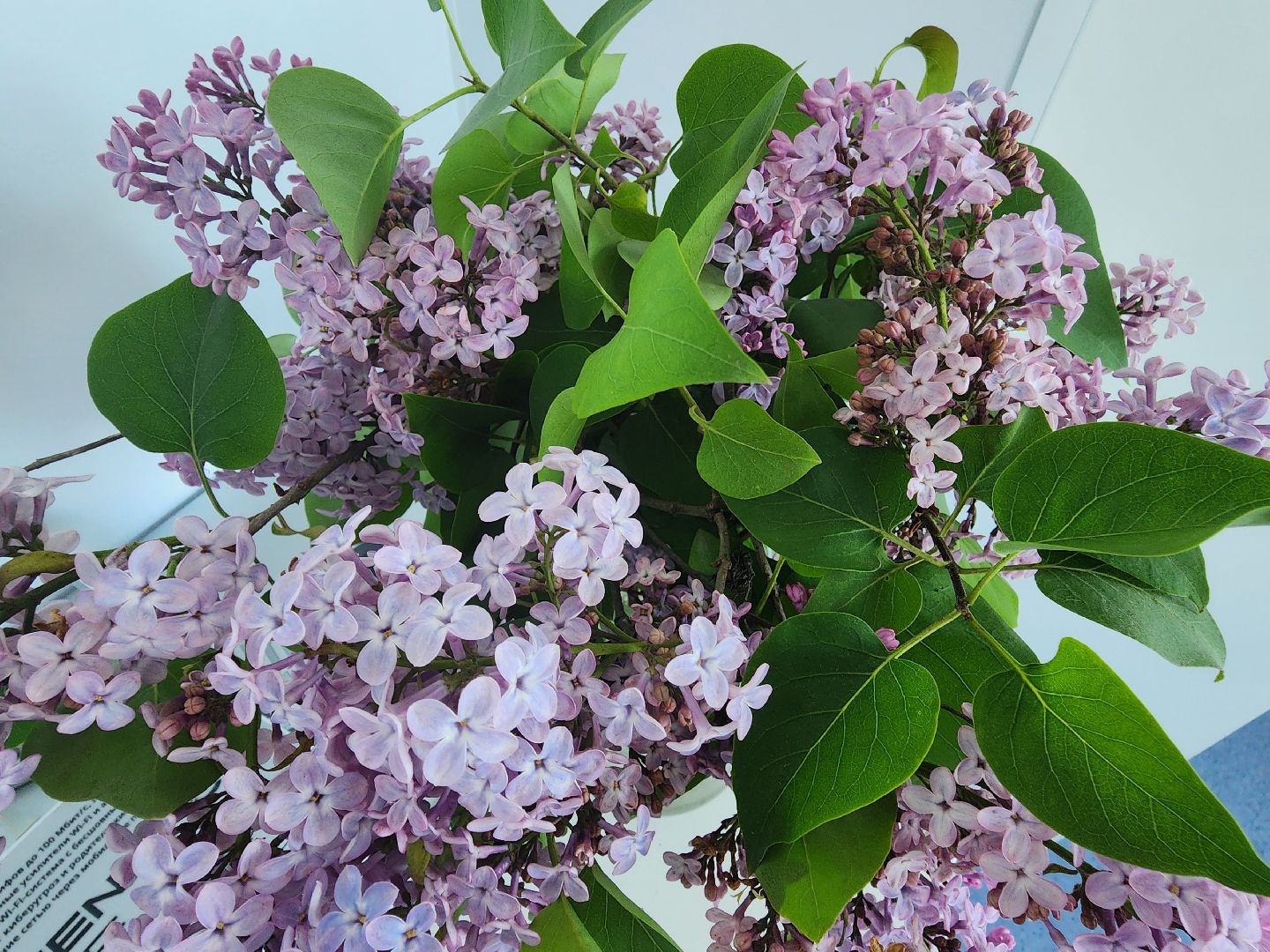 аллерголог, аллергия под контролем, рекомендации врача,