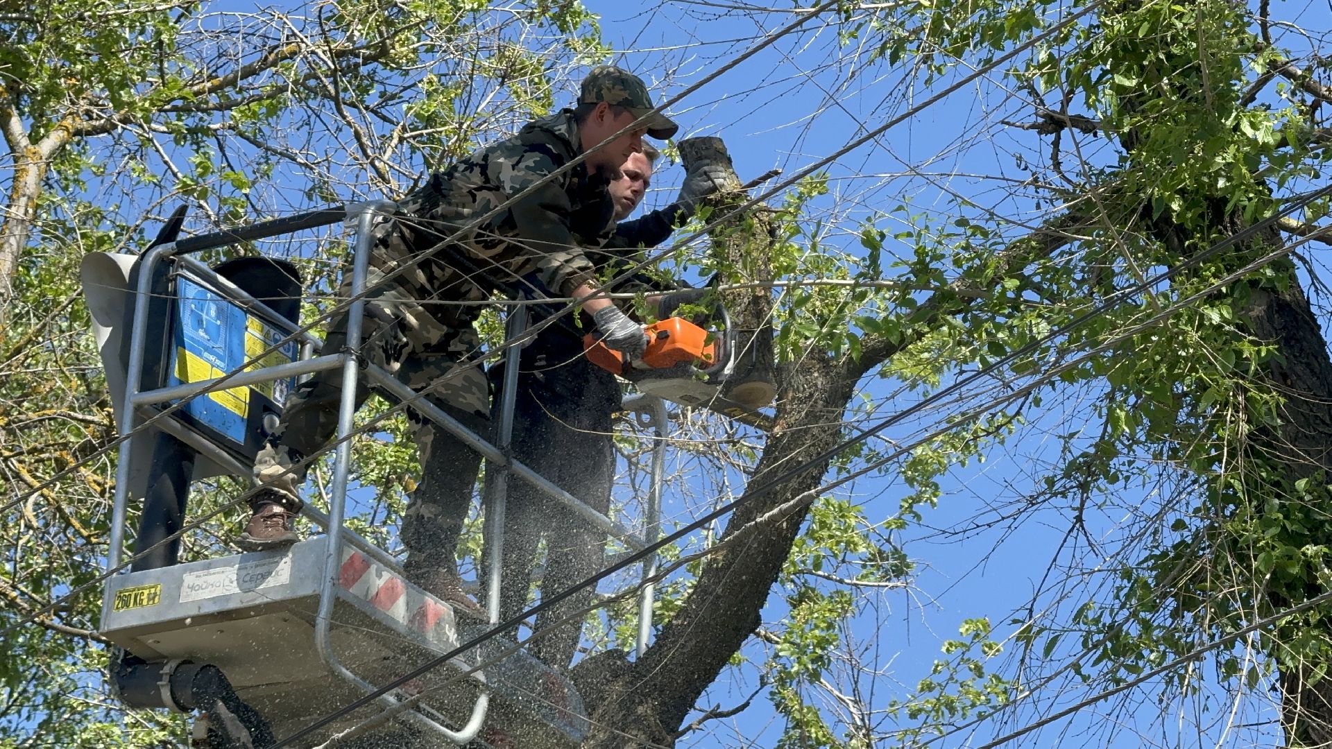 Солнечногорск, Опиловка деревьев, жители, выездная администрация, глава,