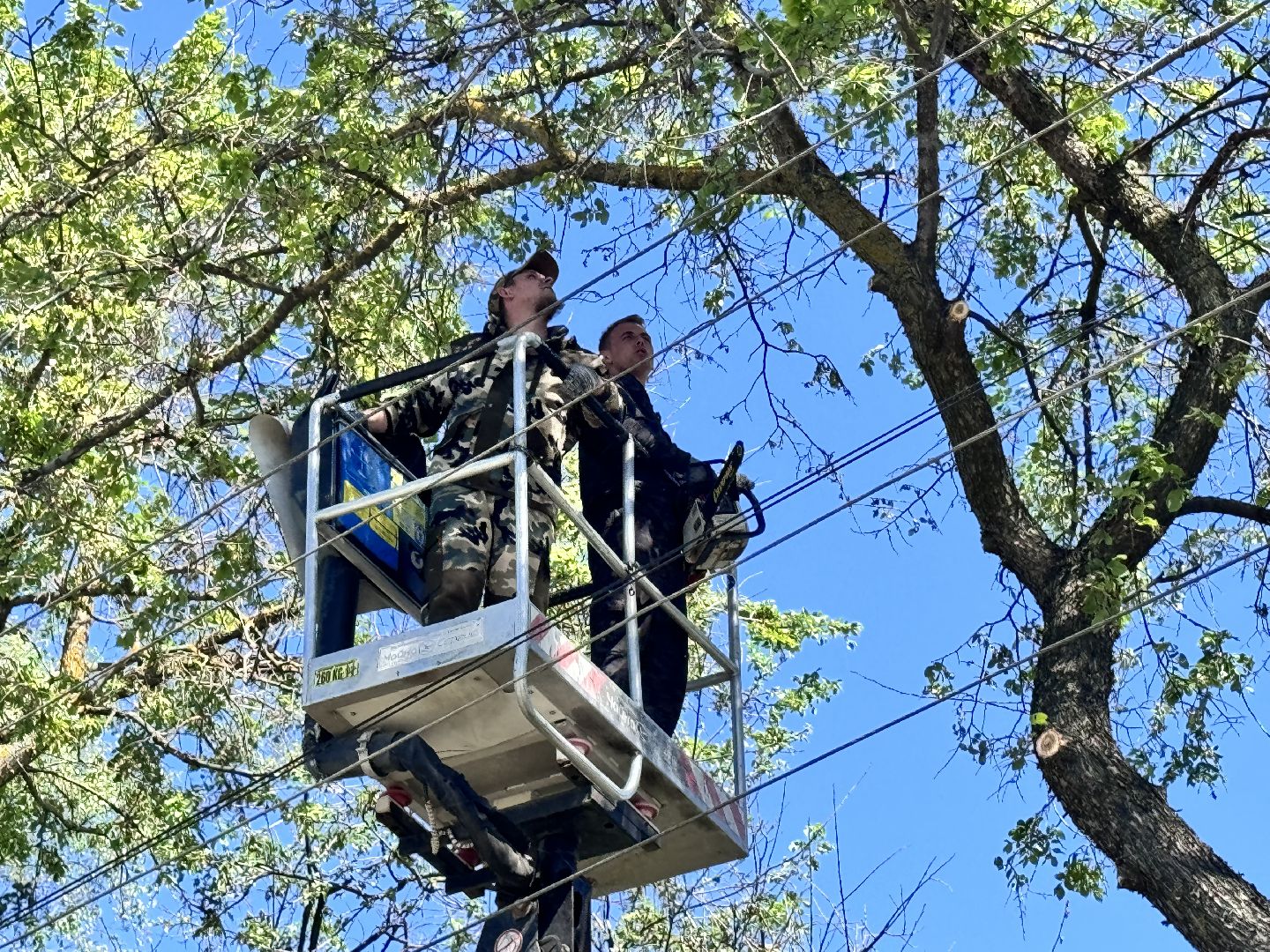 Солнечногорск, Опиловка деревьев, жители, выездная администрация, глава,