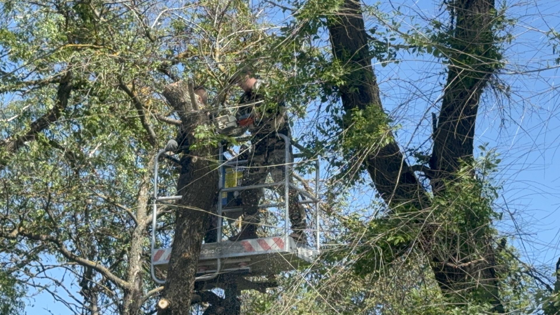 Солнечногорск, Опиловка деревьев, жители, выездная администрация, глава,