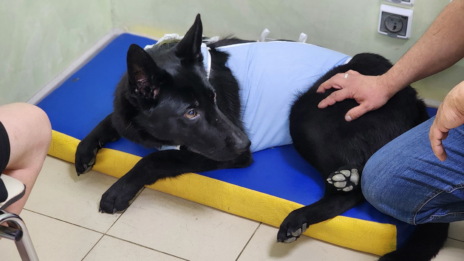 пироплазмоз, питомцы, ветеринар, сезон клещей, протвино,