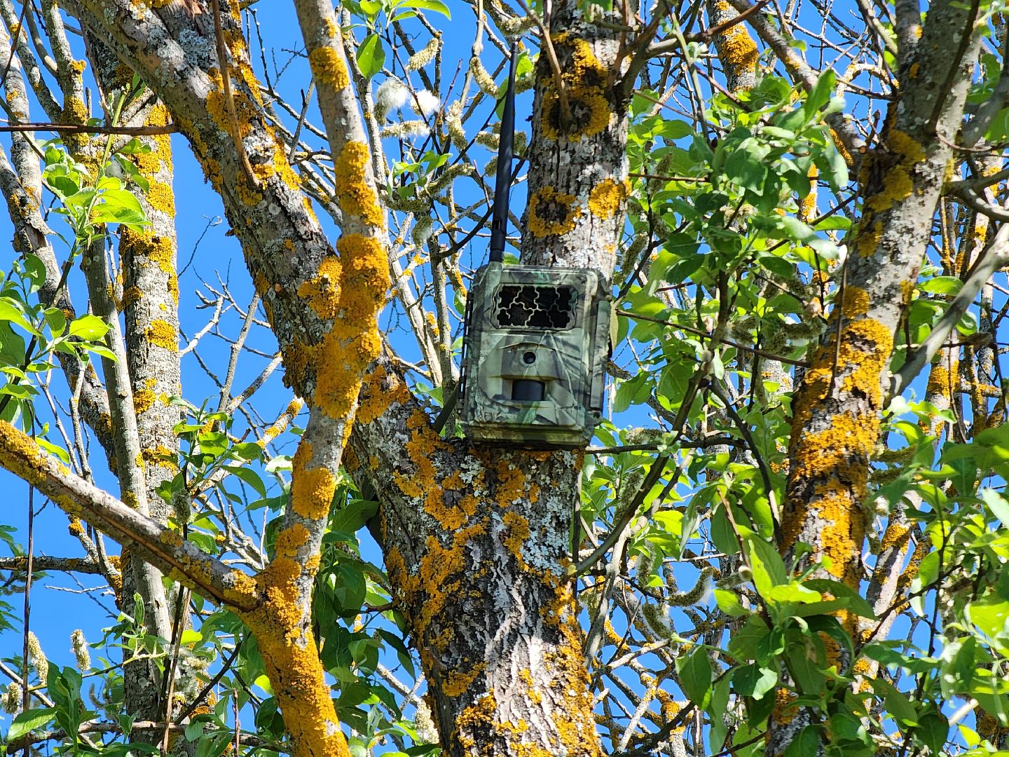 фотоловушки, незаконный вывоз мусора, штраф, экология, Безопасность, Руза, рузский городской округ, московская область,