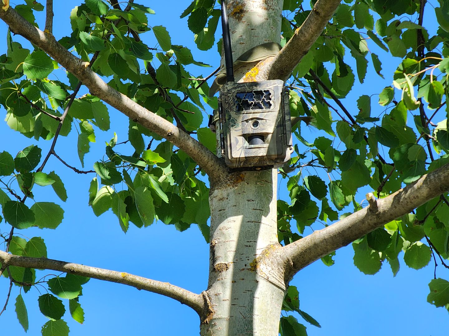 фотоловушки, незаконный вывоз мусора, штраф, экология, Безопасность, Руза, рузский городской округ, московская область,