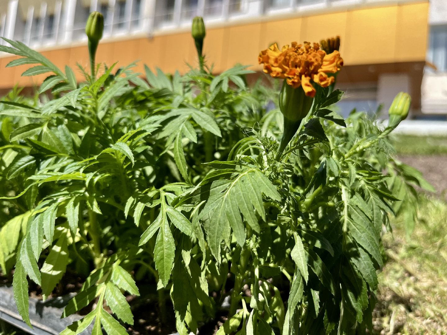 наро-фоминск, благоуйстройство, цветы, мбу благоустройство и дорожное хозяйство,