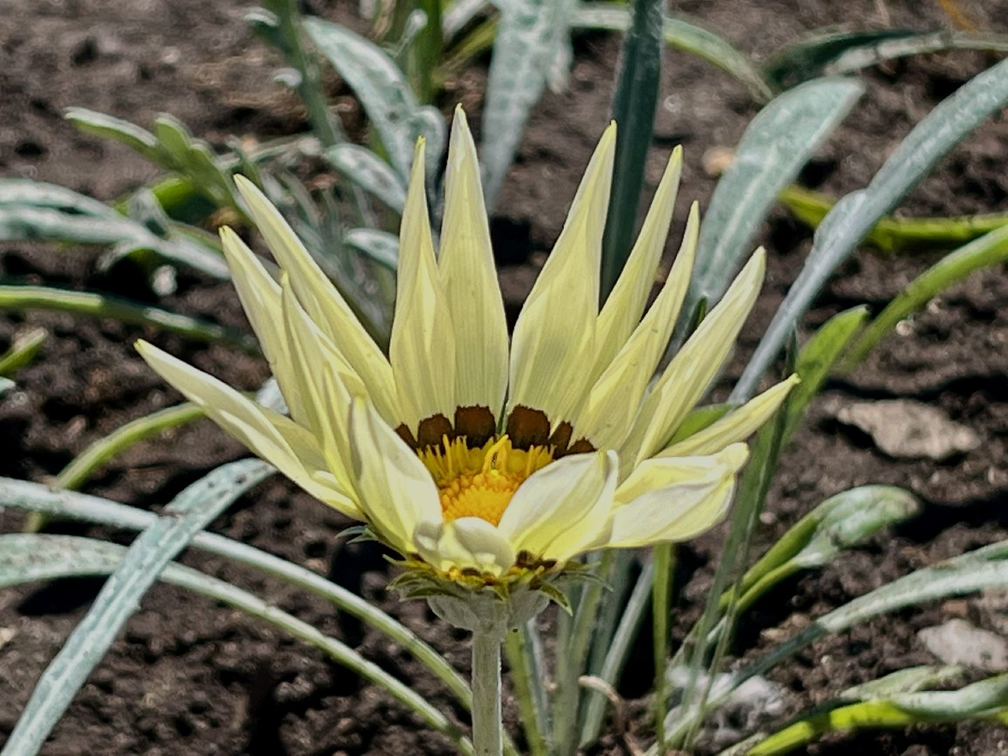 наро-фоминск, благоуйстройство, цветы, мбу благоустройство и дорожное хозяйство,