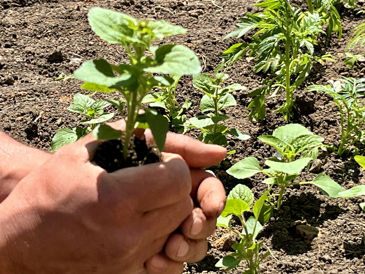наро-фоминск, благоуйстройство, цветы, мбу благоустройство и дорожное хозяйство,
