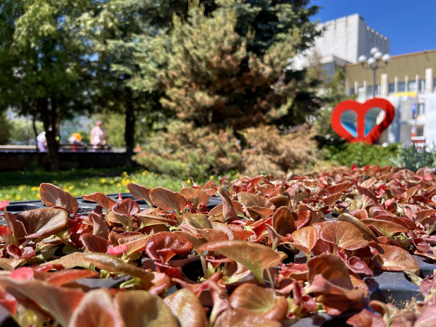 наро-фоминск, благоуйстройство, цветы, мбу благоустройство и дорожное хозяйство,