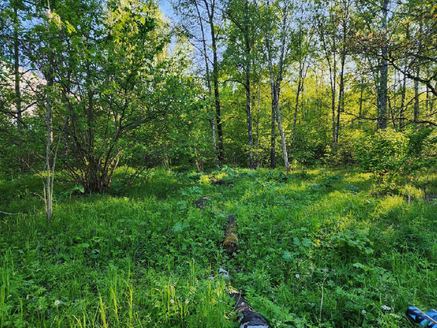 чехов, выездная администрация, чехов-8, борщевик, гербицидная обработка, жители,