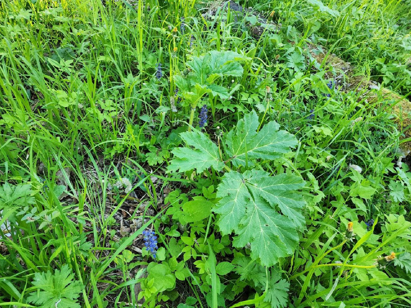 чехов, выездная администрация, чехов-8, борщевик, гербицидная обработка, жители,