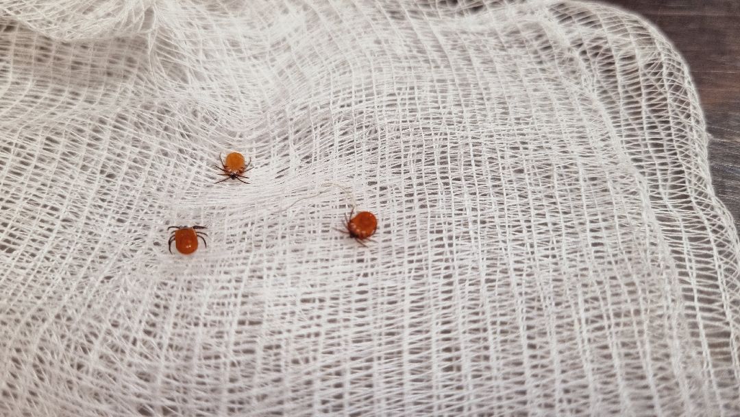 Подмосковье, Ивантеевка, клещи