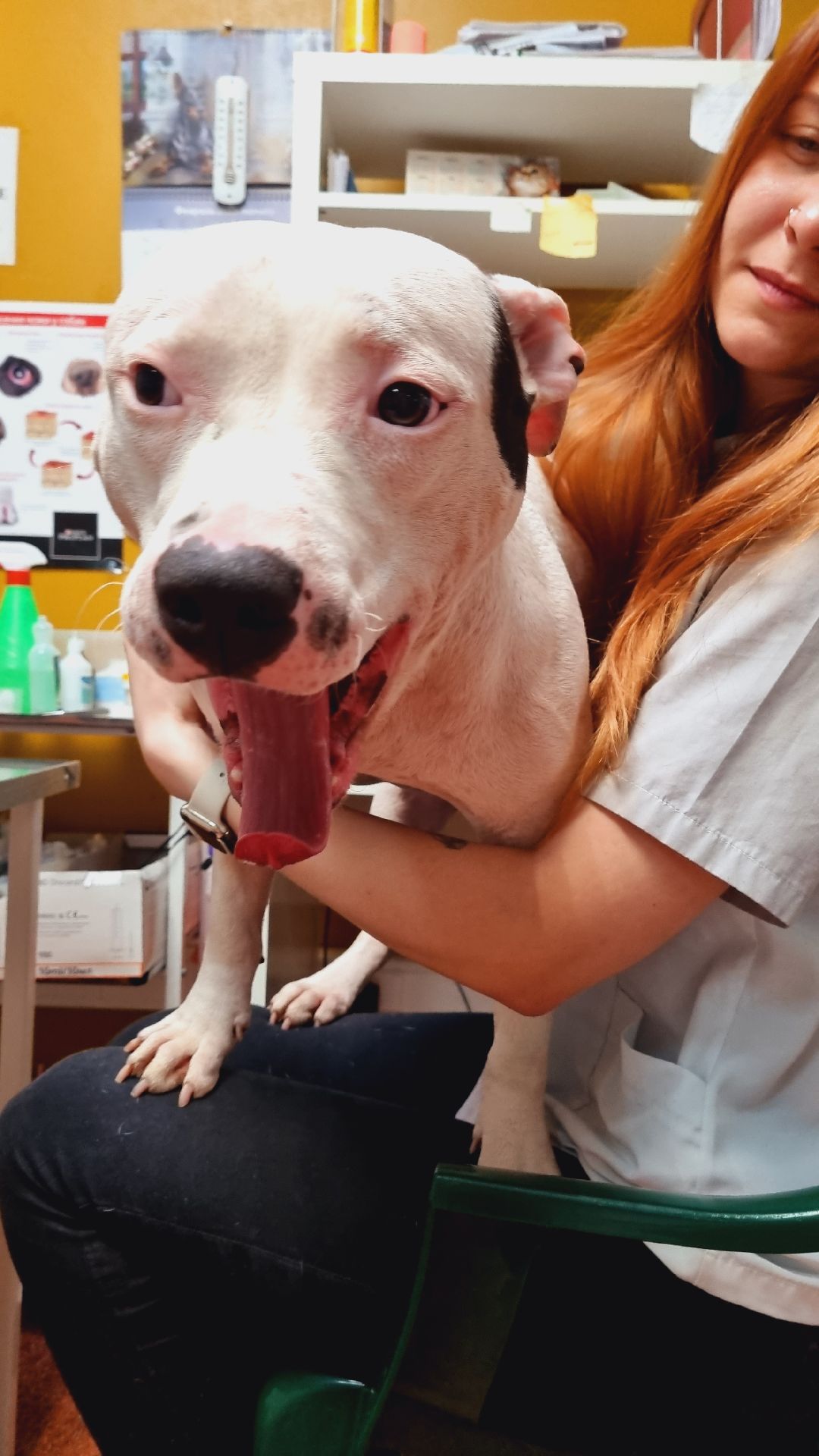 Подмосковье, Ивантеевка, клещи