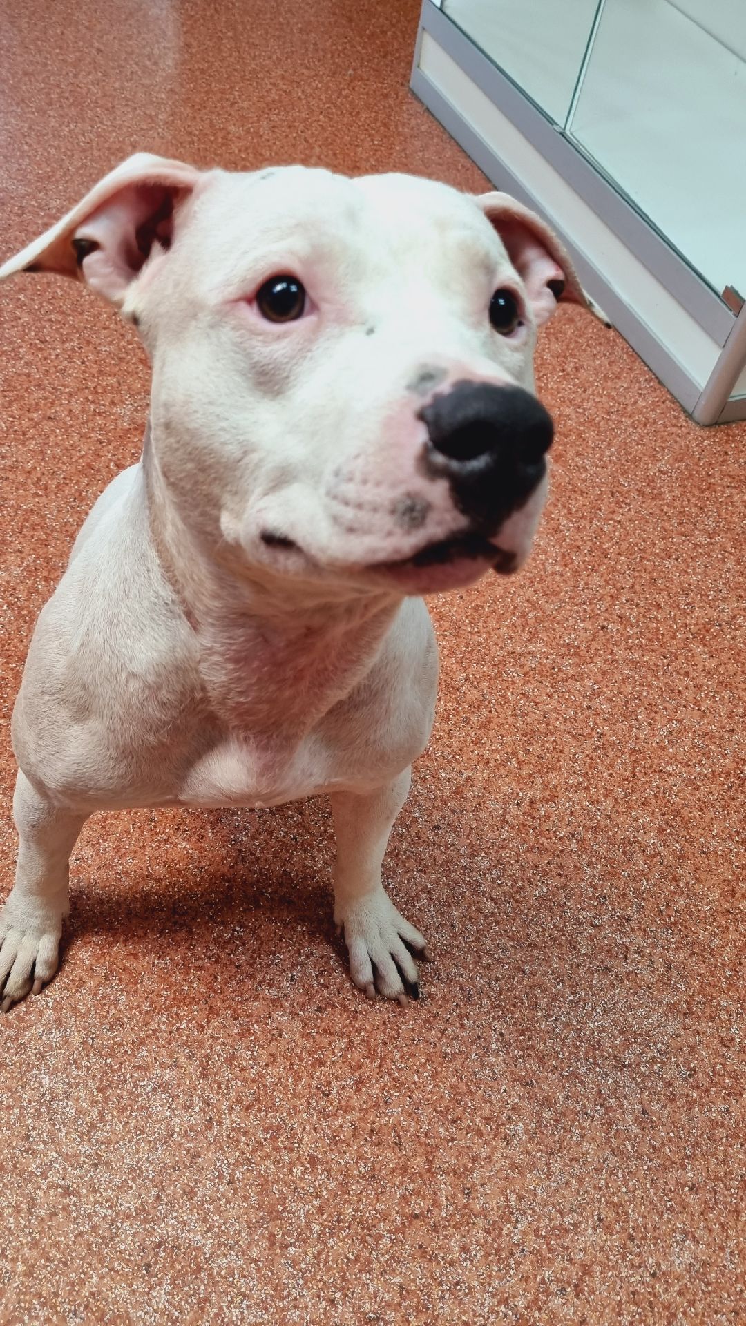 Подмосковье, Ивантеевка, клещи