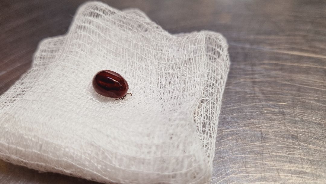 Подмосковье, Ивантеевка, клещи