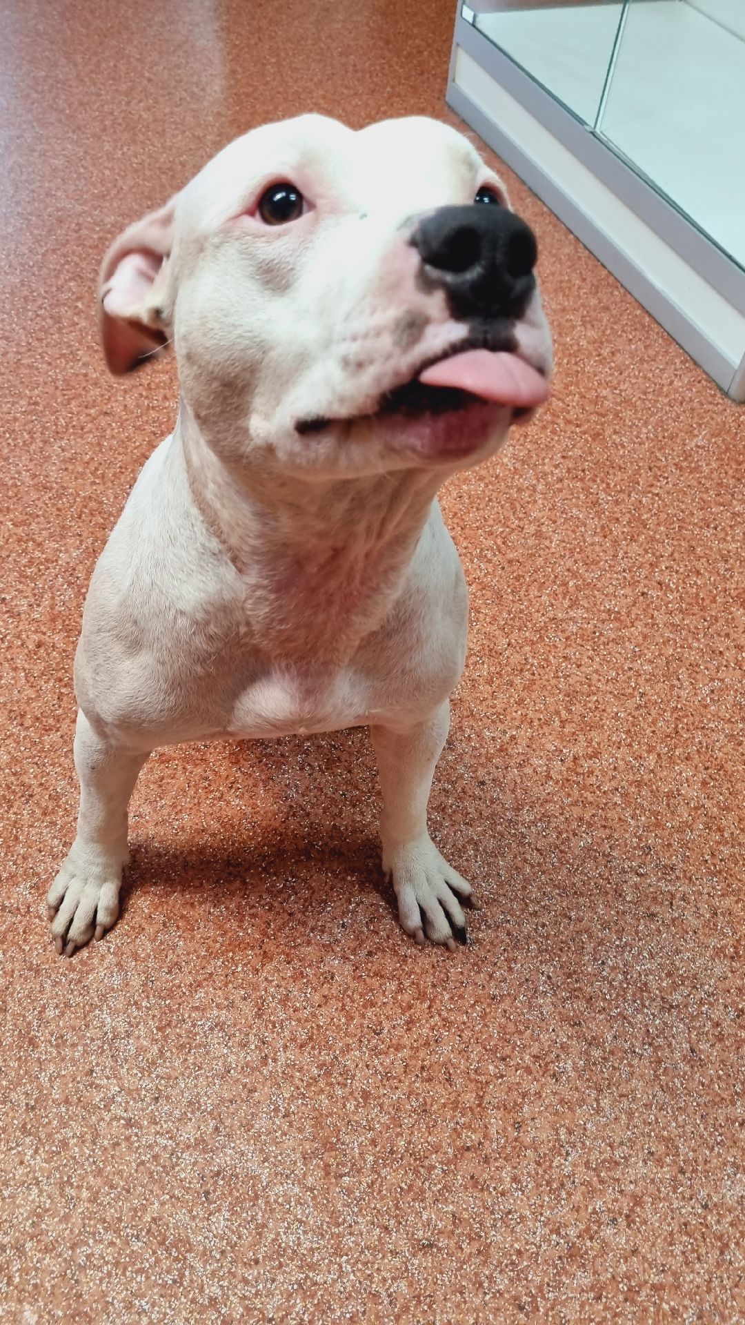 Подмосковье, Ивантеевка, клещи