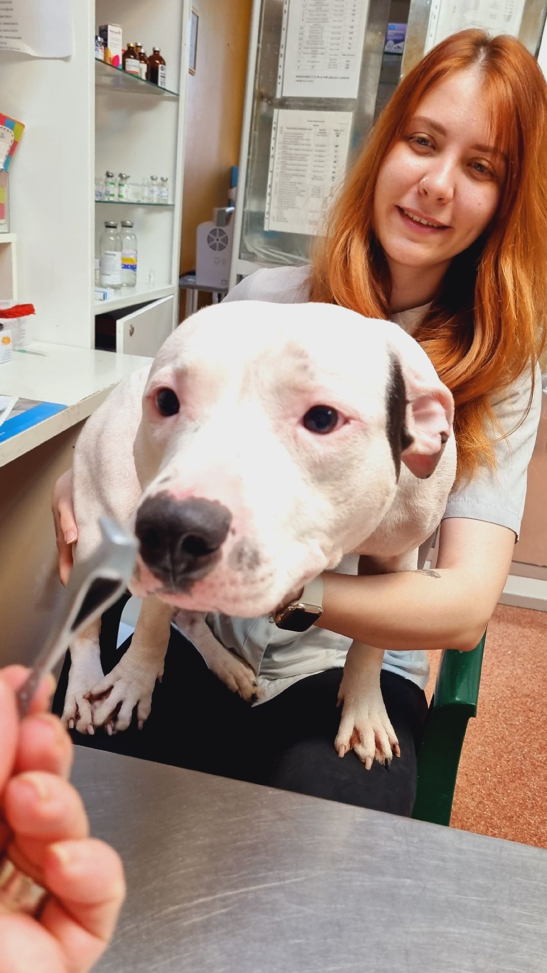 Подмосковье, Ивантеевка, клещи