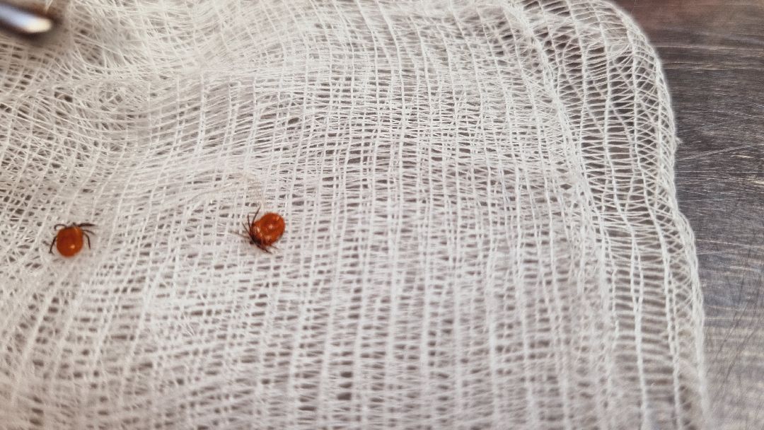 Подмосковье, Ивантеевка, клещи