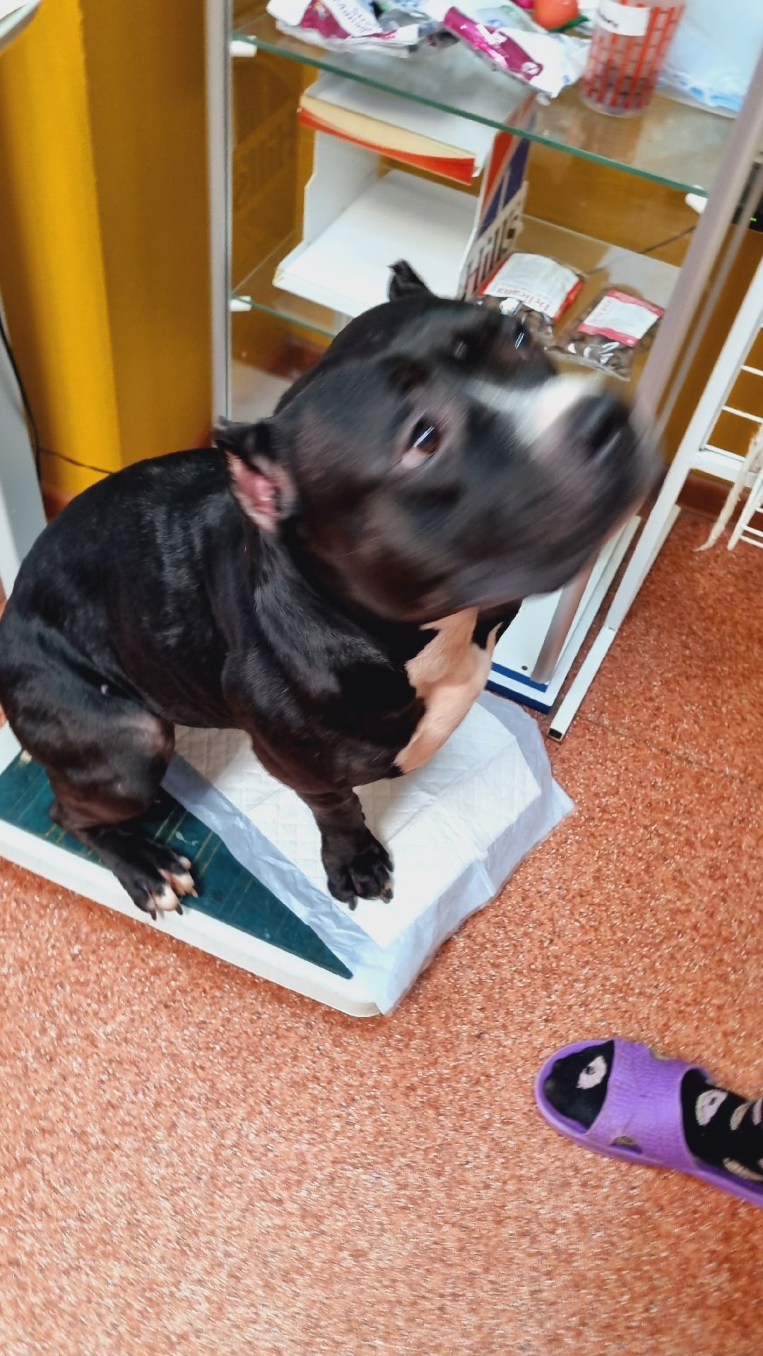 Подмосковье, Ивантеевка, клещи