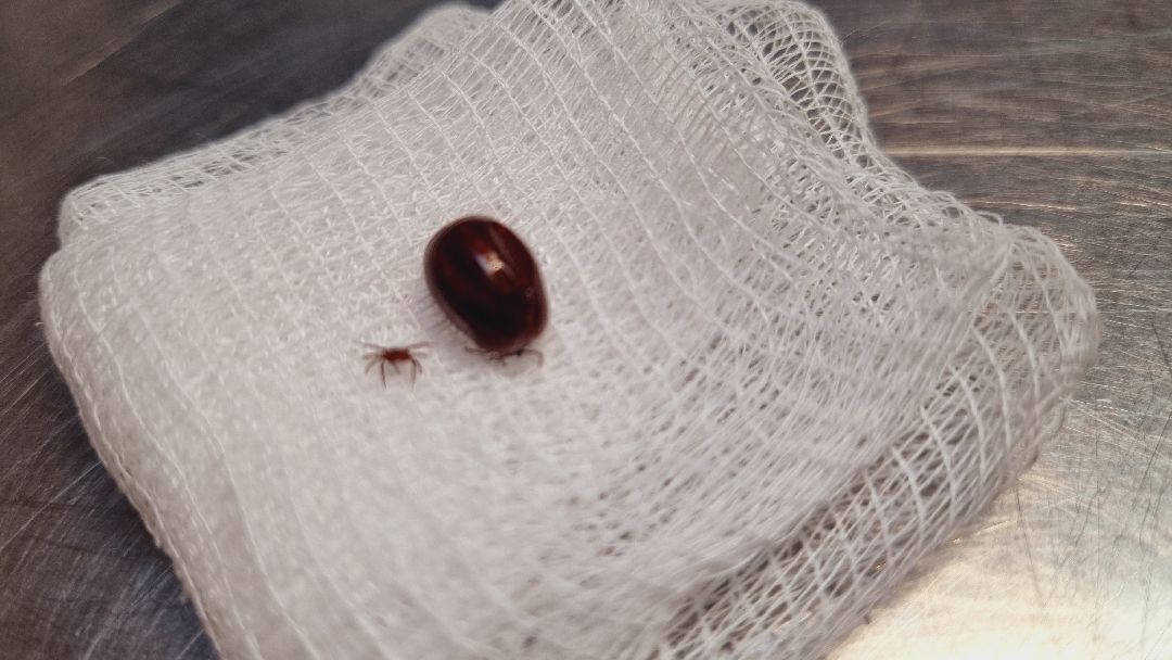 Подмосковье, Ивантеевка, клещи