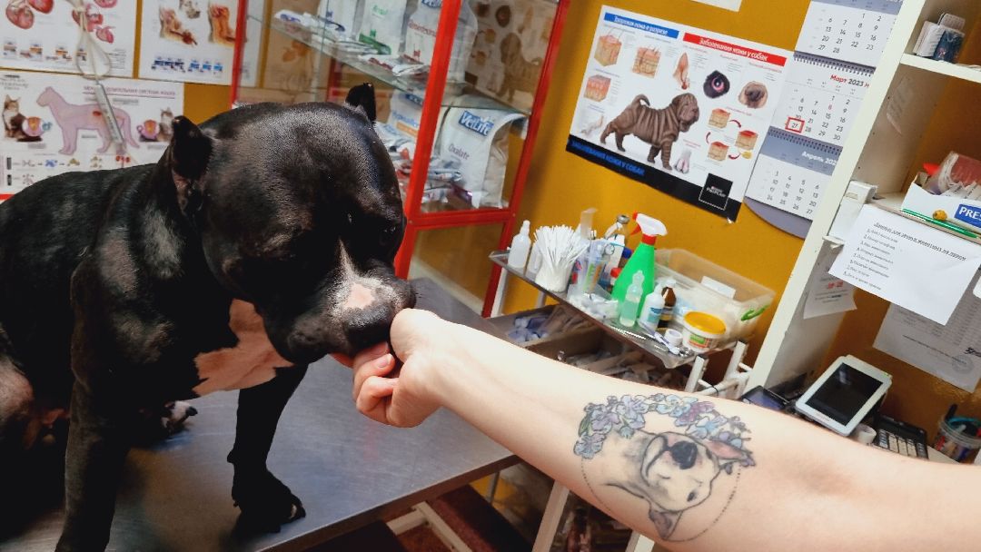 Подмосковье, Ивантеевка, клещи