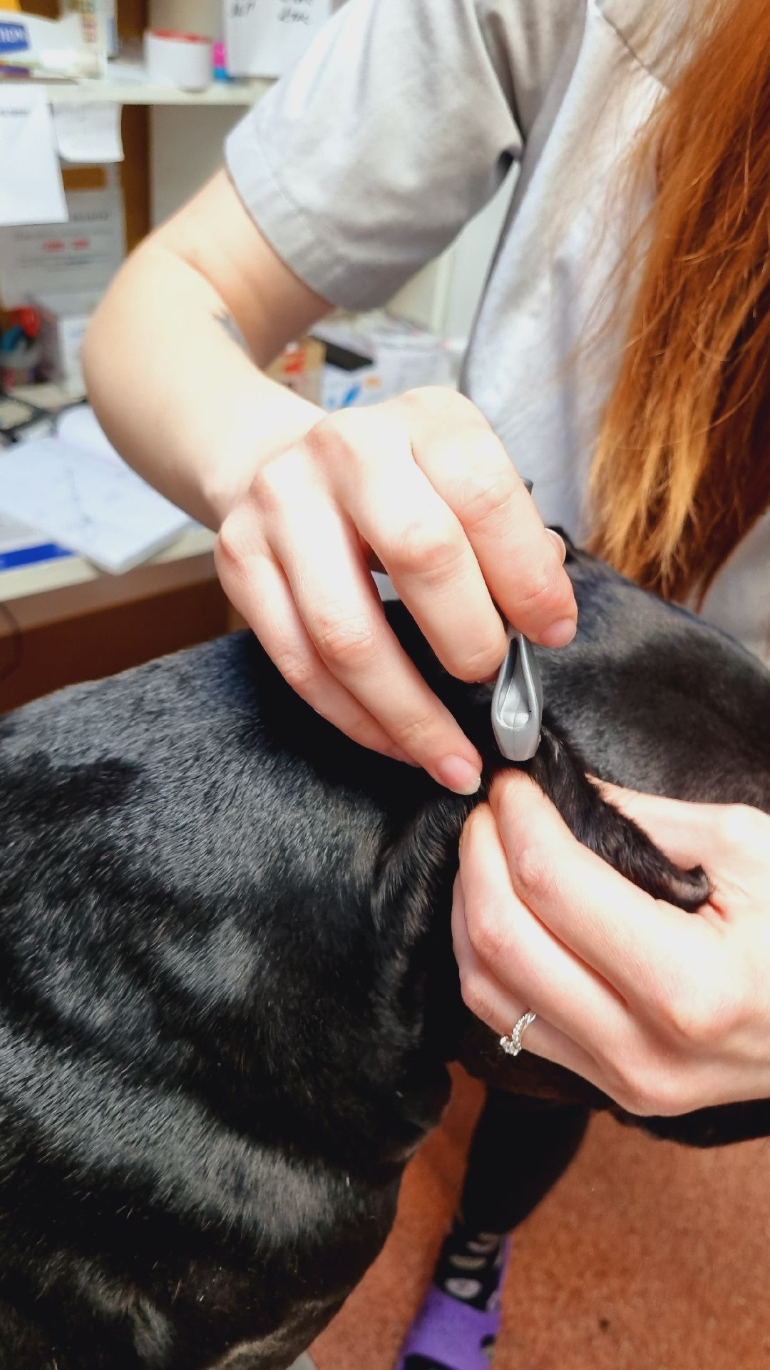 Подмосковье, Ивантеевка, клещи