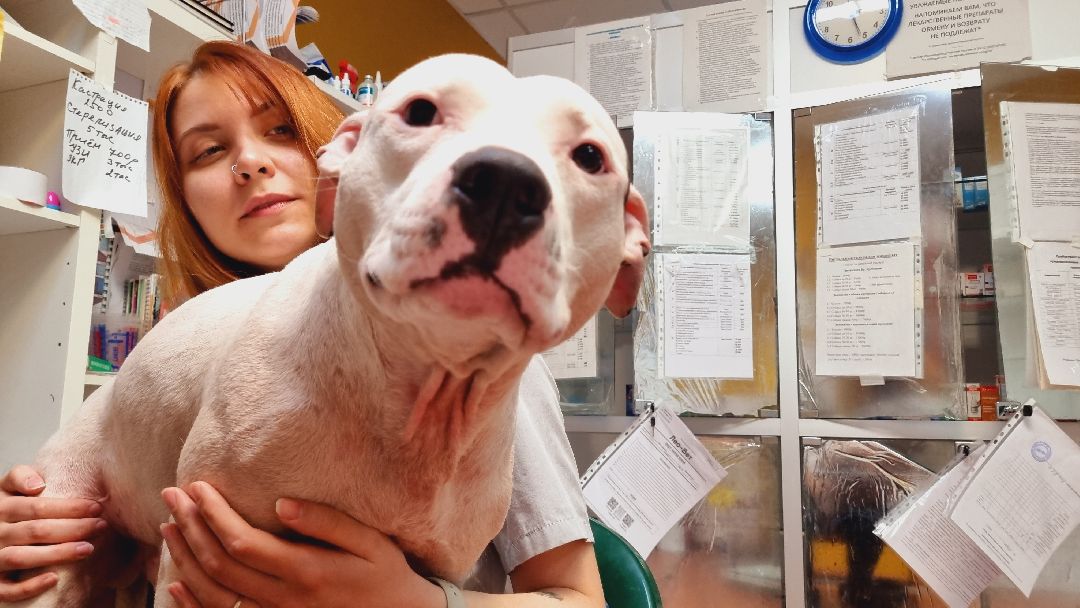 Подмосковье, Ивантеевка, клещи