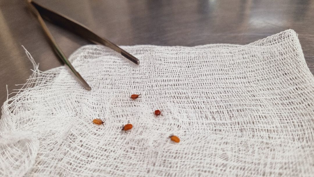 Подмосковье, Ивантеевка, клещи