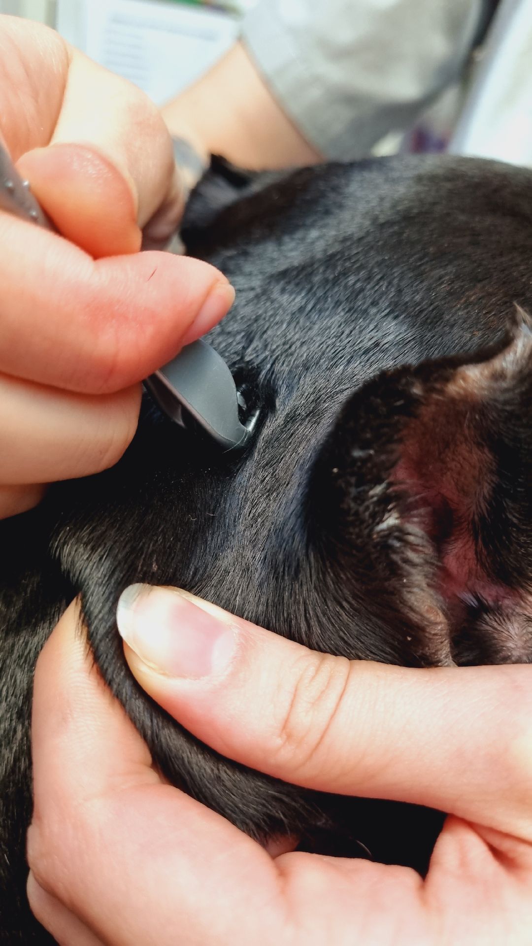 Подмосковье, Ивантеевка, клещи